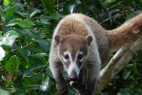 Pretty Coati