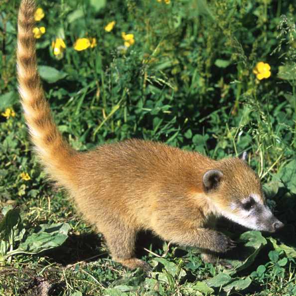 Cute Coati