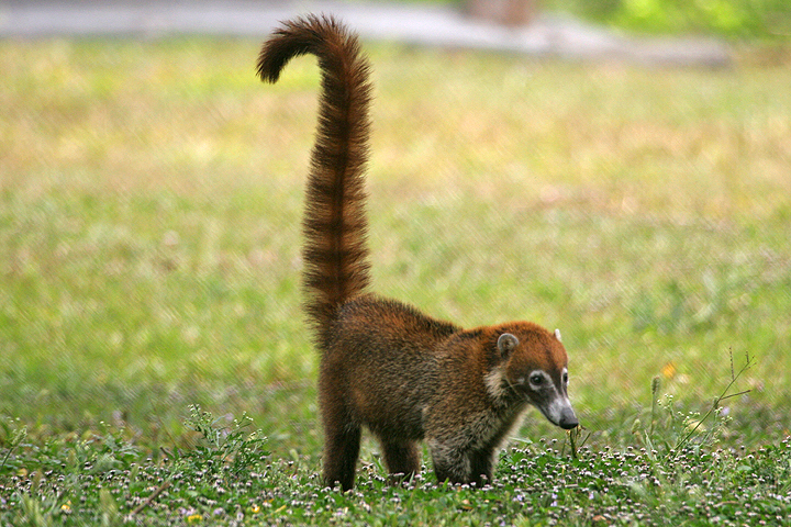 Wallpaper Coati