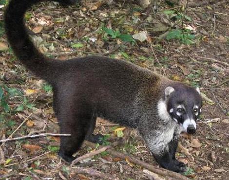 Photo Coati