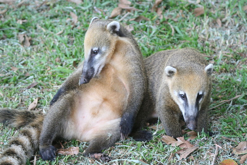 Coati photo 