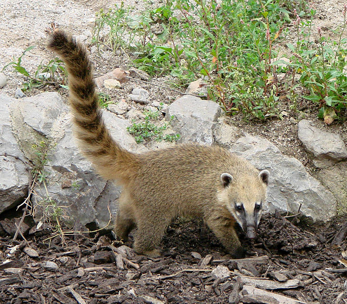 Coati wallpaper