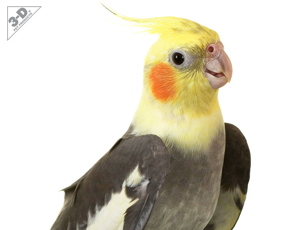 Cockatiel