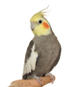 Pretty Cockatiel
