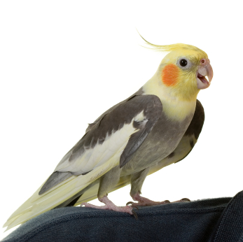 Pretty Cockatiel