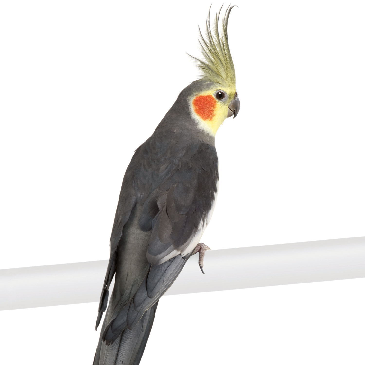 Pretty Cockatiel