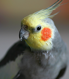 Pretty Cockatiel