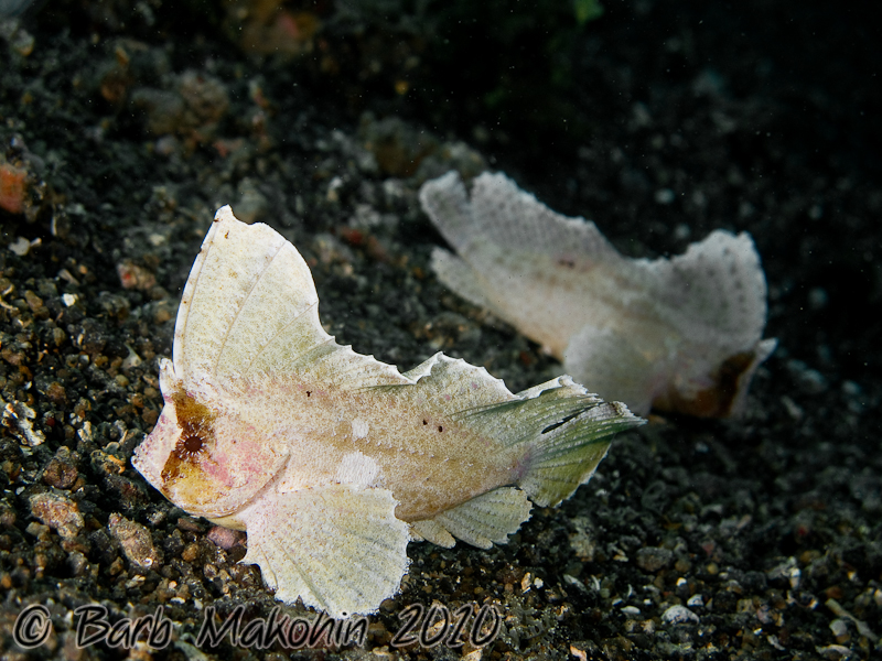 Cockatoo waspfish