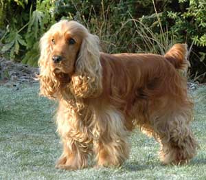 Nice Cocker Spaniel - Dog Breed