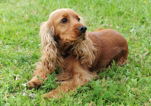 Cool Cocker Spaniel - Dog Breed