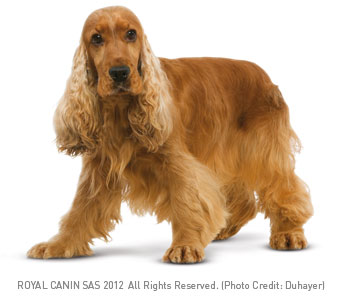 Cute Cocker Spaniel - Dog Breed