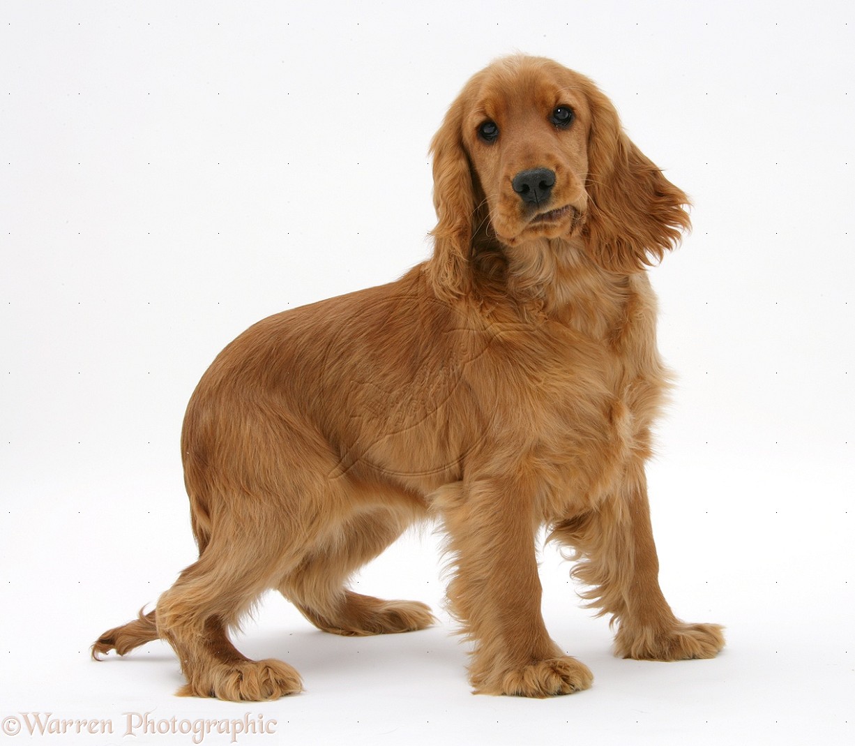 Wallpaper Cocker Spaniel - Dog Breed