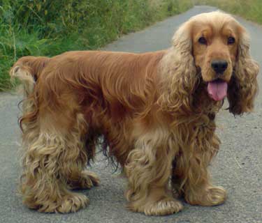 Photo Cocker Spaniel - Dog Breed