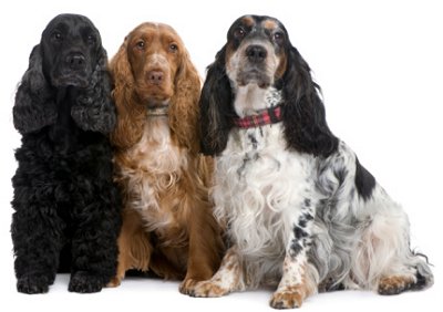 Cocker Spaniel - Dog Breed photo 