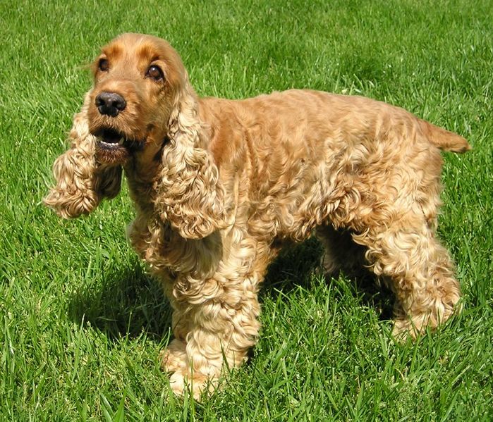 Cocker Spaniel - Dog Breed wallpaper
