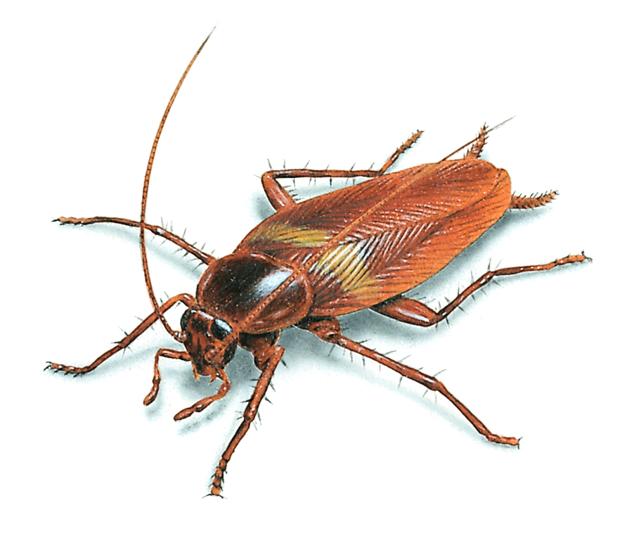 Pretty Cockroach