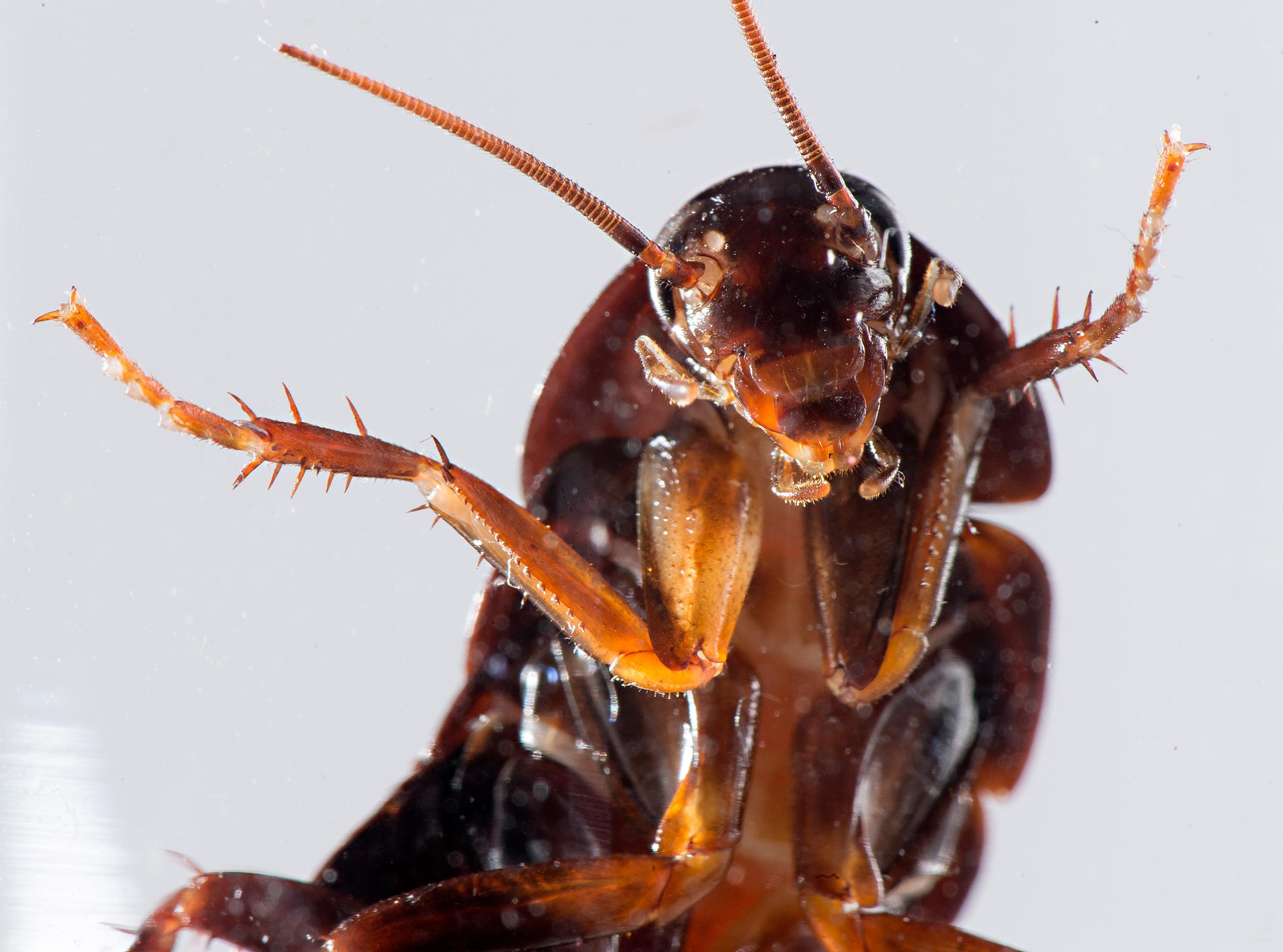 Cute Cockroach