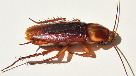 Photo Cockroach