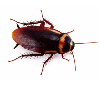Cockroach wallpaper