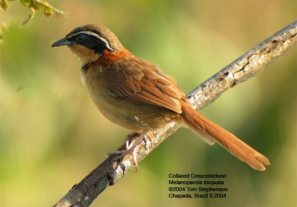 Collared crescentchest