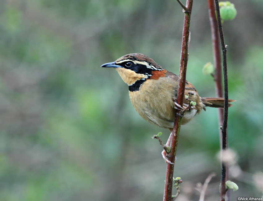 Pretty Collared crescentchest