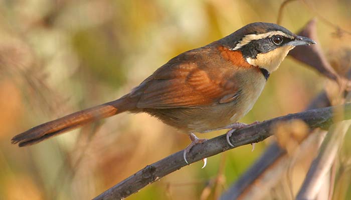 Pretty Collared crescentchest