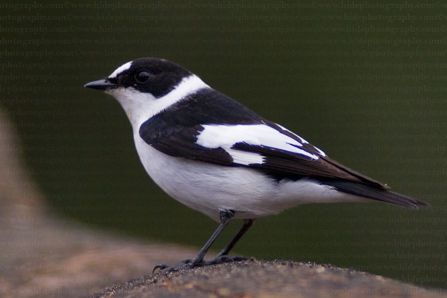 Collared flycatcher