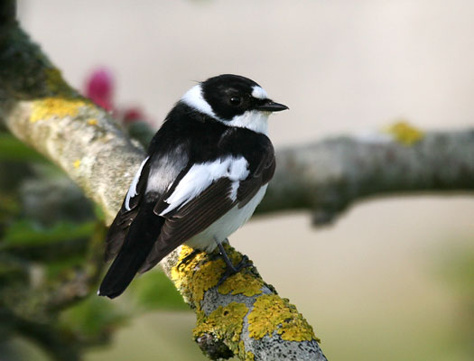 Pretty Collared flycatcher