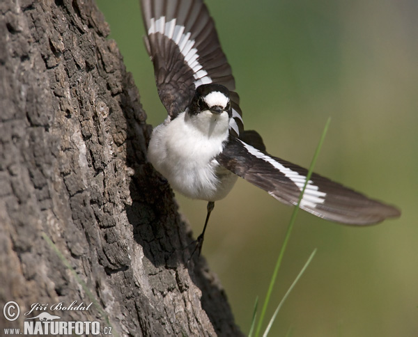 Pretty Collared flycatcher