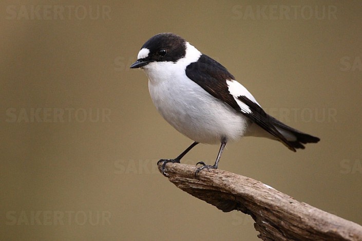 Pretty Collared flycatcher