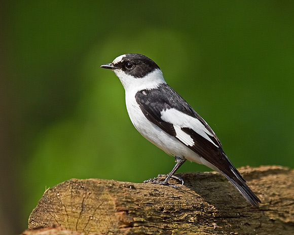 Pretty Collared flycatcher