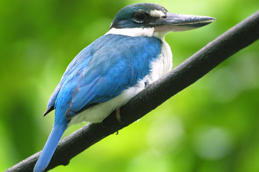 Pretty Collared kingfisher