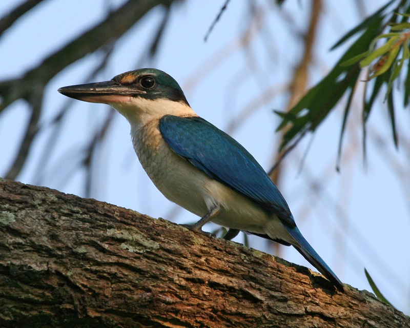 Pretty Collared kingfisher