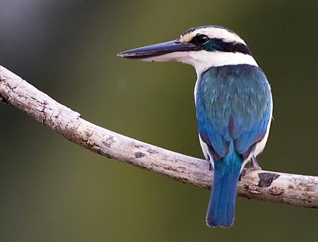 Pretty Collared kingfisher
