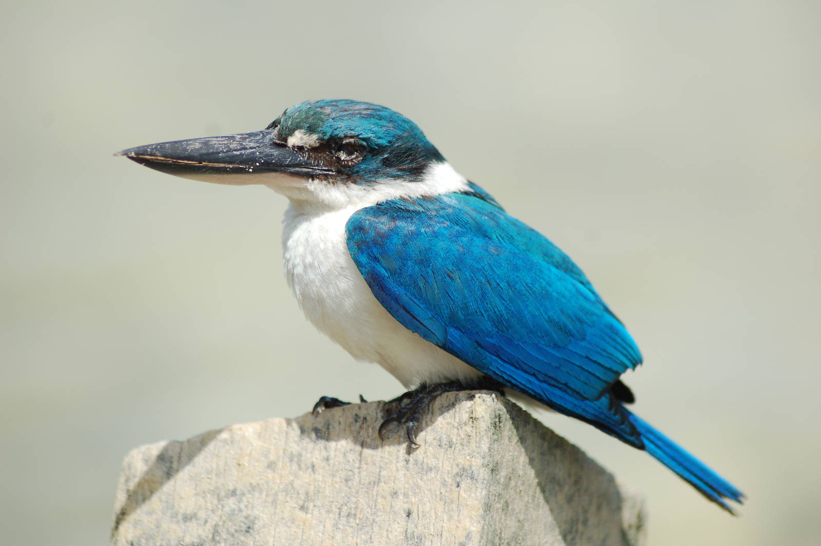 Pretty Collared kingfisher