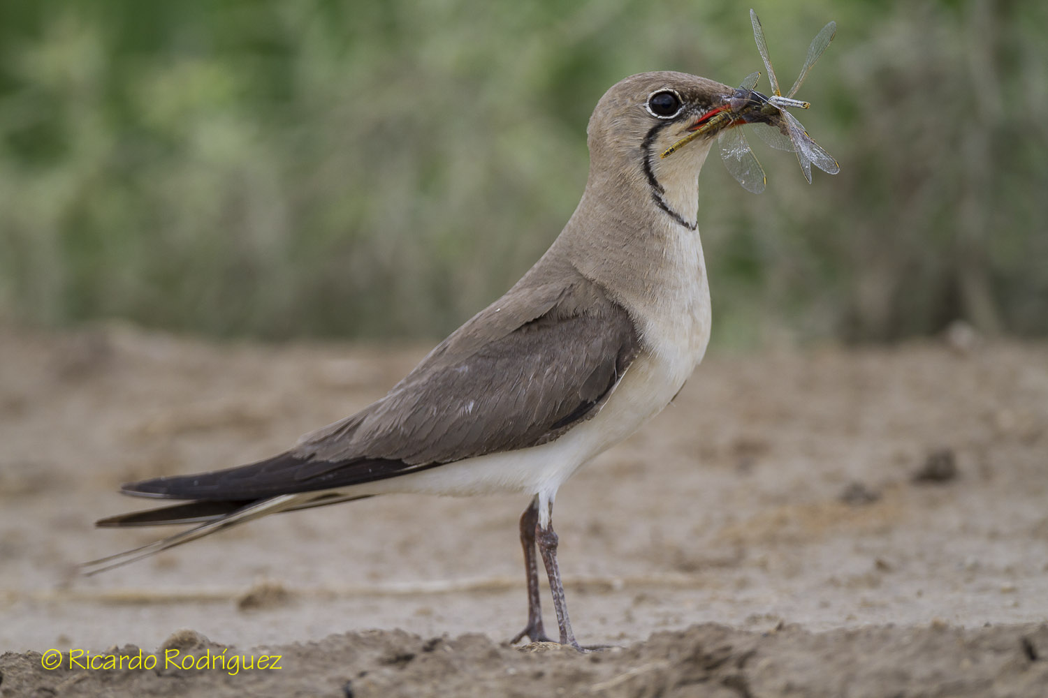 Collared pratincole