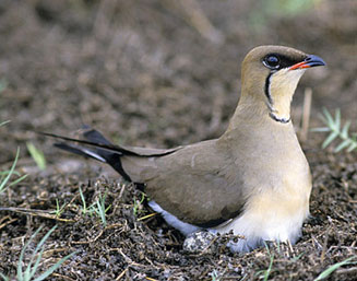 Pretty Collared pratincole