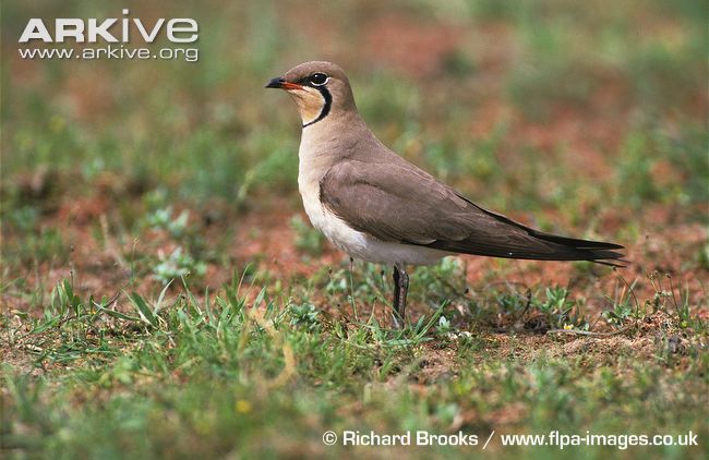 Pretty Collared pratincole