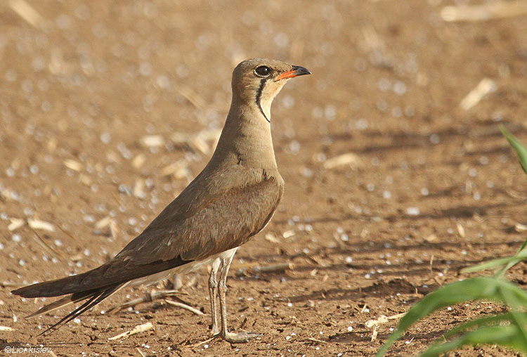 Pretty Collared pratincole