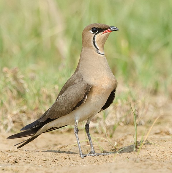 Pretty Collared pratincole