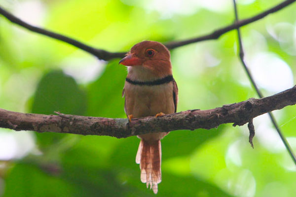 Collared puffbird