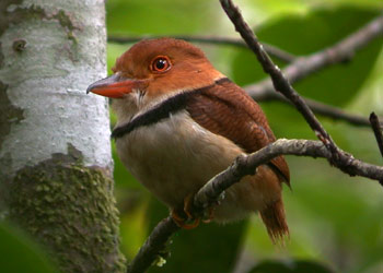 Pretty Collared puffbird