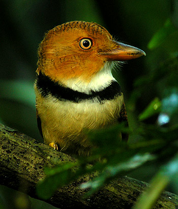 Pretty Collared puffbird