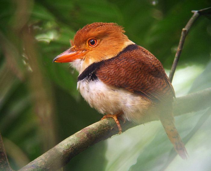 Pretty Collared puffbird