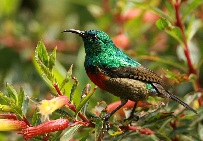 Collared sunbird