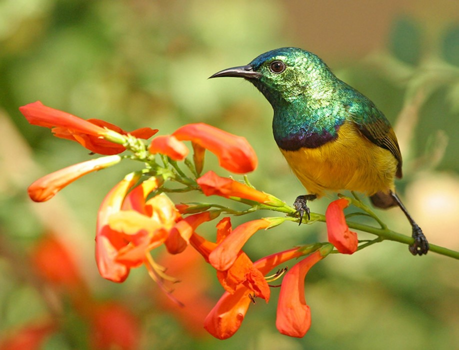 Pretty Collared sunbird