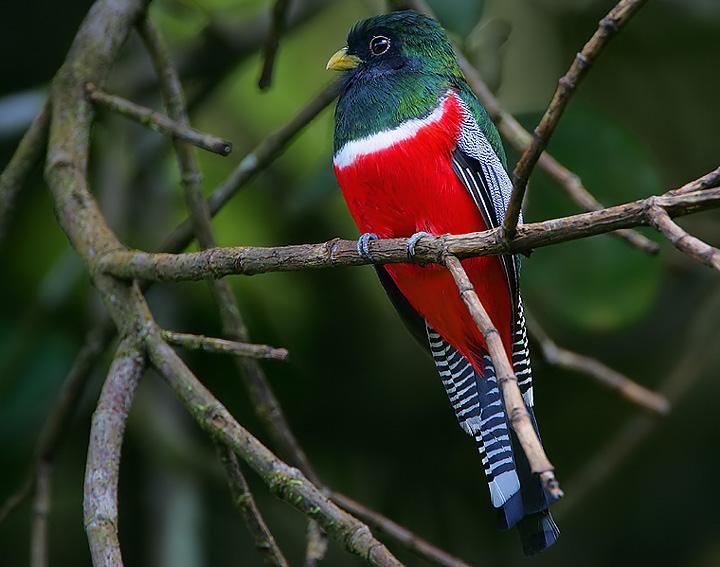 Collared trogon