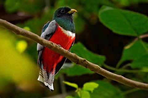 Pretty Collared trogon