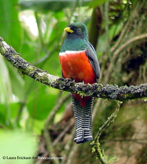 Pretty Collared trogon