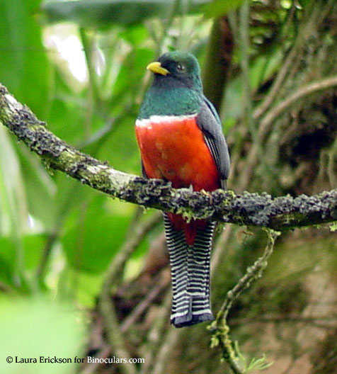 Pretty Collared trogon